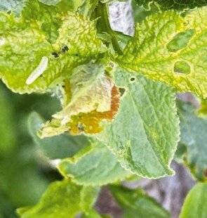 L'Ami des Jardins 1185 DES CHENILLES ARPENTEUSES SUR LE MIRABELLIERSOS