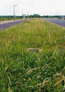 L'Ami des Jardins 1185 À QUOI SERVENT LES NOUES ?