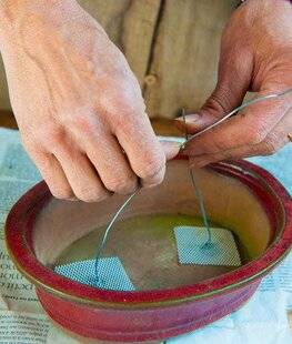 L'Ami des Jardins 1185 ATTACHER LES JEUNES BONSAÏS