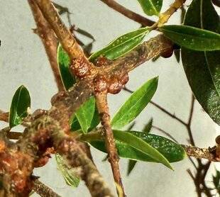 L'Ami des Jardins 1185 ATTENTION À LA COCHENILLE À CARAPACE SUR LE FILAIRE