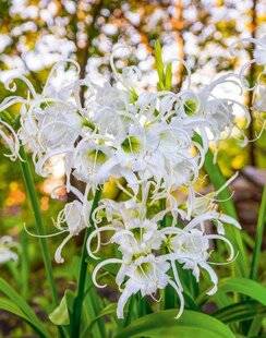 L'Ami des Jardins 1185 POUR UN ÉTÉ PARFUMÉ