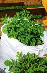 L'Ami des Jardins 1185 CULTIVER DES PATATES DANS UN SAC DE RÉCUP'