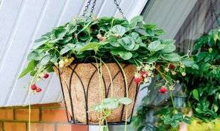 L'Ami des Jardins 1185 DES FRAISES EN SUSPENSION