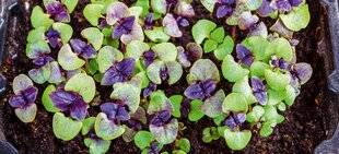 L'Ami des Jardins 1185 SEMER LE BASILIC