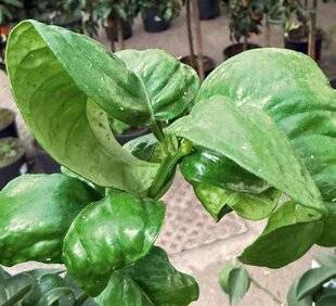 L'Ami des Jardins 1185 DES PUCERONS BRUNS SUR LES AGRUMES