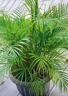 L'Ami des Jardins 1185 NETTOYER VOTRE KENTIA