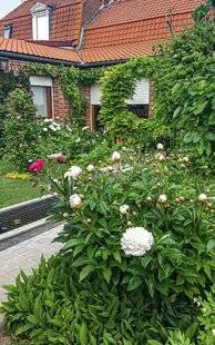 L'Ami des Jardins 1185 RENAISSANCE