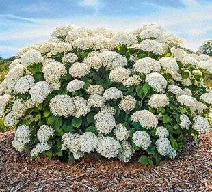 L'Ami des Jardins 1185 Comment remplacer un hydrangéa 'Annabelle' ?