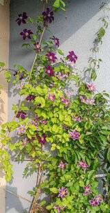 L'Ami des Jardins 1185 EN SOUVENIR DE MA MÈRE