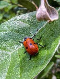 L'Ami des Jardins 1185 Quelles sont ces bestioles qui s'attaquent à mes arbustes ?