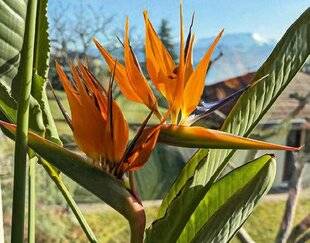 L'Ami des Jardins 1185 UN STRÉLITZIA À DEUX TÊTES