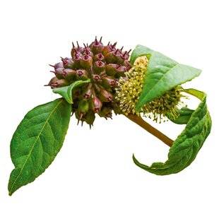 L'Ami des Jardins 1185 LE GINSENG DE SIBÉRIE