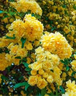 L'Ami des Jardins 1185 ROSIER DE BANKS 'LUTEA'