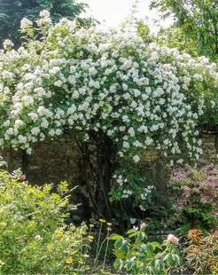 L'Ami des Jardins 1185 ROSIER 'NEIGE D'AVRIL'