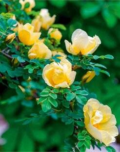 L'Ami des Jardins 1185 ROSIER DU PÈRE HUGO