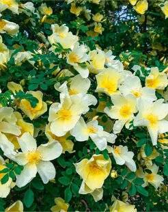 L'Ami des Jardins 1185 ROSIER 'CANARY BIRD'