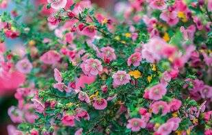 L'Ami des Jardins 1185 La palette de Stéphane