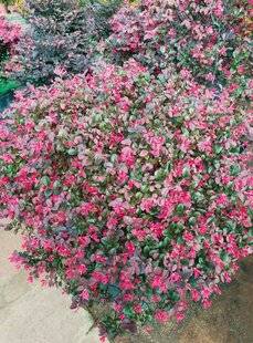 L'Ami des Jardins 1185 LOROPÉTALE POURPRE