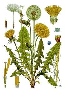 L'Ami des Jardins 1185 LE PISSENLIT