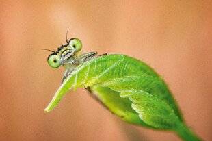 L'Ami des Jardins 1186 Coucou, c'est moi !