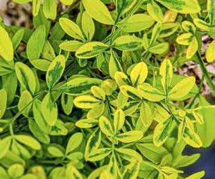 L'Ami des Jardins 1186 Superbe feuillage