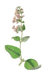 L'Ami des Jardins 1186 DES VIVACES ET ARBUSTES à longue floraison