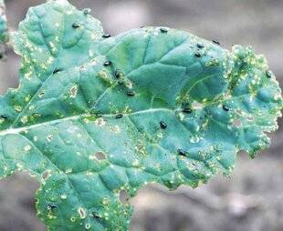 L'Ami des Jardins 1186 Quels pièges pour protéger vos cultures ?