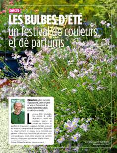 L'Ami des Jardins 1186 LES BULBES D'ÉTÉ, un festival de couleurs et de parfums