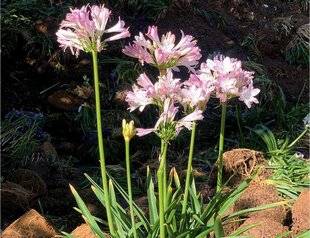 L'Ami des Jardins 1186 DES AGAPANTHES À INSTALLER PARTOUT