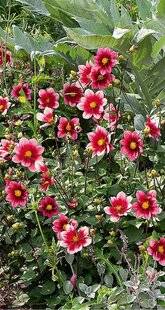 L'Ami des Jardins 1186 LES DAHLIAS, ÉTERNELS FAVORIS