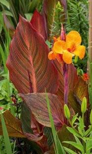 L'Ami des Jardins 1186 FLAMBOYANTS !