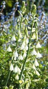 L'Ami des Jardins 1186 JEU DE CLOCHETTES