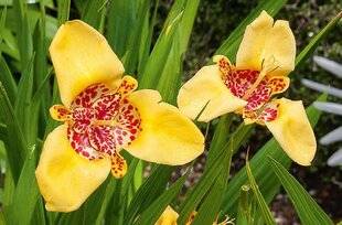 L'Ami des Jardins 1186 SURPRISE !