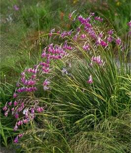 L'Ami des Jardins 1186 LA CANNE-À-PÊCHE-DES-ANGES