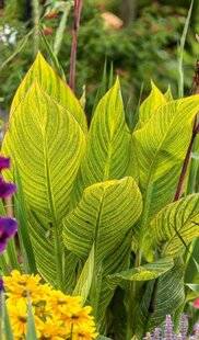 L'Ami des Jardins 1186 Jouez sur les feuillages décoratifs