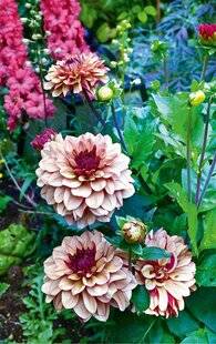 L'Ami des Jardins 1186 INCONTOURNABLES DAHLIAS