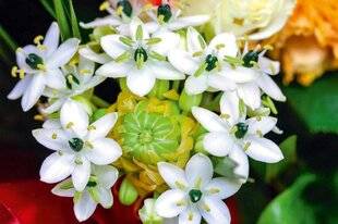 L'Ami des Jardins 1186 BEAUTÉS INSOUPÇONNÉES