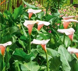 L'Ami des Jardins 1186 ARUMS À GOGO