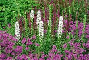 L'Ami des Jardins 1186 LA PLUME-DU-KANSAS