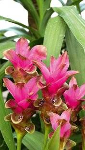 L'Ami des Jardins 1186 UN COUSIN DES GINGEMBRES