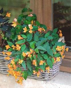 L'Ami des Jardins 1186 DU PUNCH