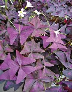 L'Ami des Jardins 1186 TRÈFLE COLORÉ