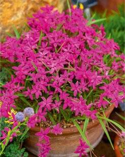 L'Ami des Jardins 1186 PETITE MERVEILLE