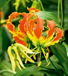 L'Ami des Jardins 1186 LE GRAND CHIC