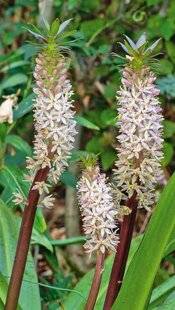 L'Ami des Jardins 1186 FLEUR-ANANAS