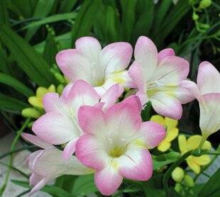 L'Ami des Jardins 1186 PARFUM DE PARADIS