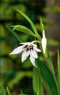 L'Ami des Jardins 1186 UN GLAÏEUL PAS COMME LES AUTRES