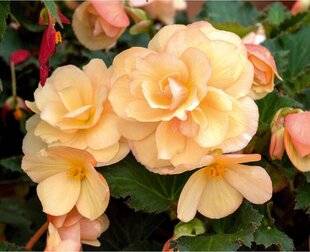 L'Ami des Jardins 1186 DES BÉGOS SURPRENANTS