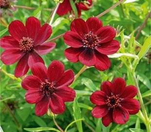 L'Ami des Jardins 1186 SENTEUR GOURMANDE