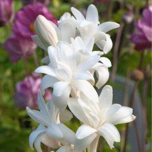 L'Ami des Jardins 1186 La bonne plante au bon endroit